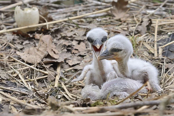 Recently hatched White stork (Ciconia ciconia) chicks begging for food in their nest