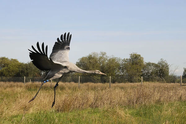 Recently released young Common  /  Eurasian crane (Grus grus) landing within a fox-proof