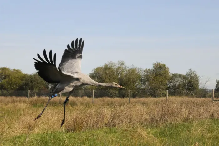 Framed Print : Recently released young Common / Eurasian crane (Grus grus) landing within a fox-proof Framed Print : Recently released young Common / Eurasian crane (Grus grus) landing within a fox-proof