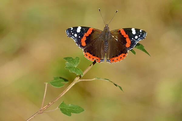 Red admiral butterfly (Vanessa atalanta) resting on leaf, Lorraine, France, July
