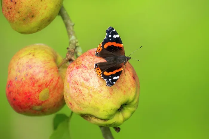 Framed Print : Red admiral butterfly (Vanessa atalanta) feeding on apples during autumn, Cornwall, England, UK. September Framed Print : Red admiral butterfly (Vanessa atalanta) feeding on apples during autumn, Cornwall, England, UK. September