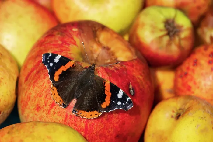 Framed Print : Red admiral butterfly (Vanessa atalanta) feeding on apples during autumn, Cornwall, England, UK. September Framed Print : Red admiral butterfly (Vanessa atalanta) feeding on apples during autumn, Cornwall, England, UK. September