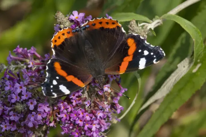 Framed Print : Red admiral butterfly (Vanessa atalanta) feeding on ivy, Sark, British Channel Islands, August Framed Print : Red admiral butterfly (Vanessa atalanta) feeding on ivy, Sark, British Channel Islands, August