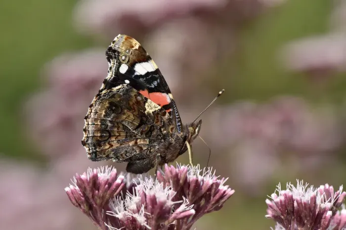 Framed Print : Red admiral butterfly (Vanessa atalanta) feeding on nectar from Hemp Agrimony, Oxfordshire