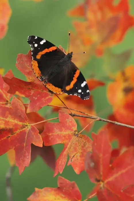 Framed Print : Red Admiral butterfly (Vanessa atalanta) perched on Bigtooth Maples (Acer grandidentatum) Framed Print : Red Admiral butterfly (Vanessa atalanta) perched on Bigtooth Maples (Acer grandidentatum)