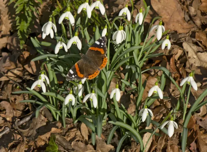 Framed Print : Red admiral (Vanessa atalanta) basking in sun, on Snowdrops (Galanthus nivalis). In garden