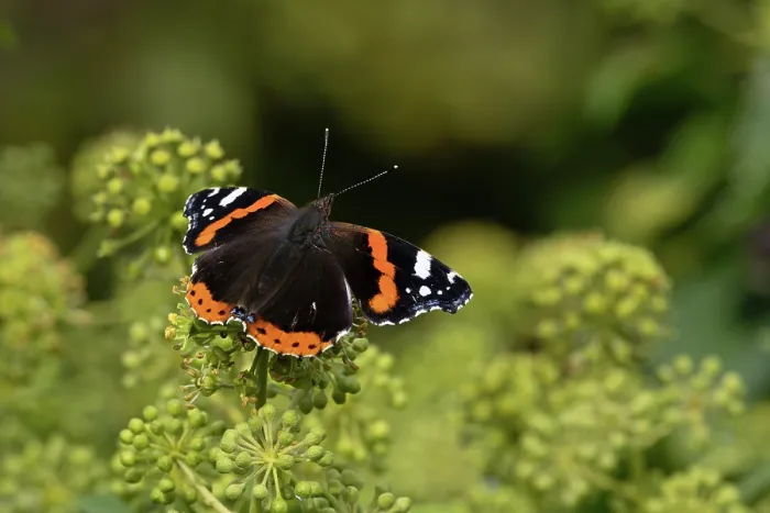 Framed Print : Red admiral (Vanessa atalanta) butterfly resting on flowers, Norfolk, England, UK. September. Focus stacked Framed Print : Red admiral (Vanessa atalanta) butterfly resting on flowers, Norfolk, England, UK. September. Focus stacked