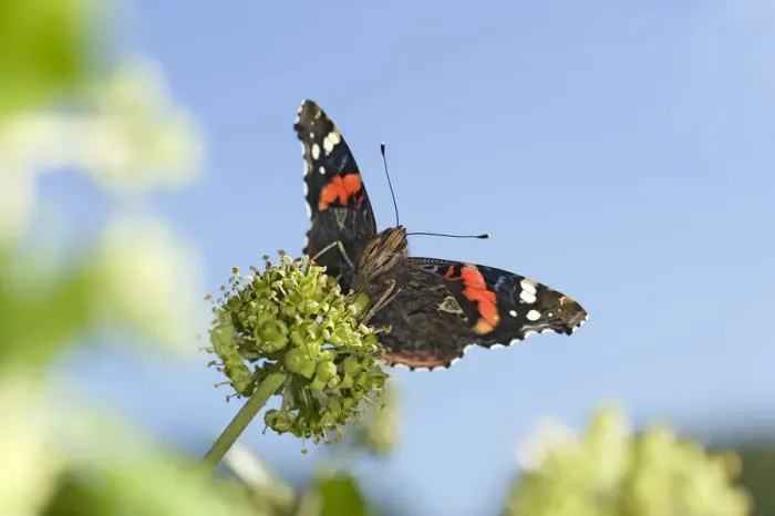Framed Print : Red admiral (Vanessa atalanta) nectaring on Ivy (Hedera helix). September Framed Print : Red admiral (Vanessa atalanta) nectaring on Ivy (Hedera helix). September