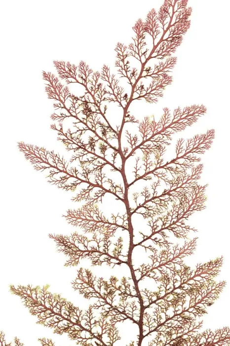 Framed Print : Red algae (Microcladia coulteri) from Bradys beach, Vancouver, Canada, April Framed Print : Red algae (Microcladia coulteri) from Bradys beach, Vancouver, Canada, April