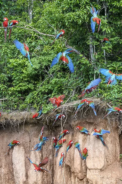 æggelederne ventil Embankment Red-and-green macaw (Ara chloropterus (Print #19848936). Cards