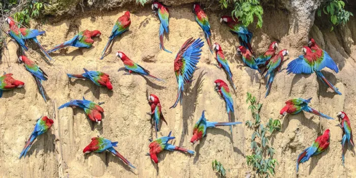 Framed Print : Red-and-green macaw (Ara chloropterus) flock feeding on wall of clay lick. Manu Biosphere Reserve Framed Print : Red-and-green macaw (Ara chloropterus) flock feeding on wall of clay lick. Manu Biosphere Reserve