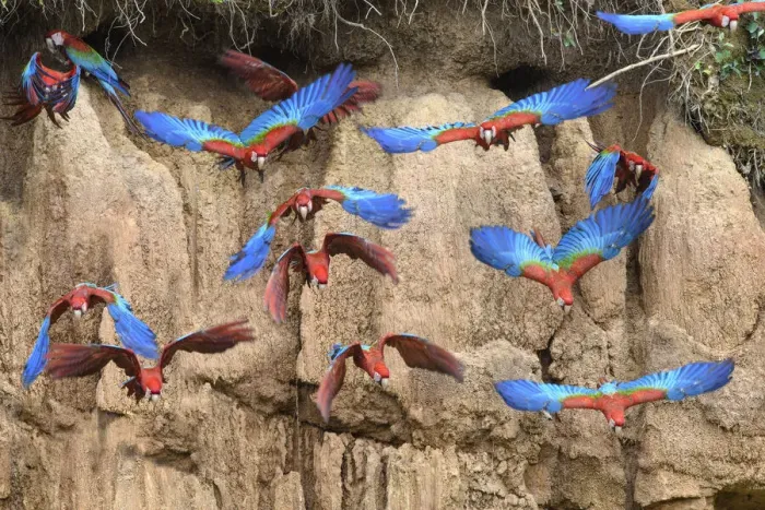 Framed Print : Red-and-green macaw (Ara chloropterus) flock flying in front of clay lick