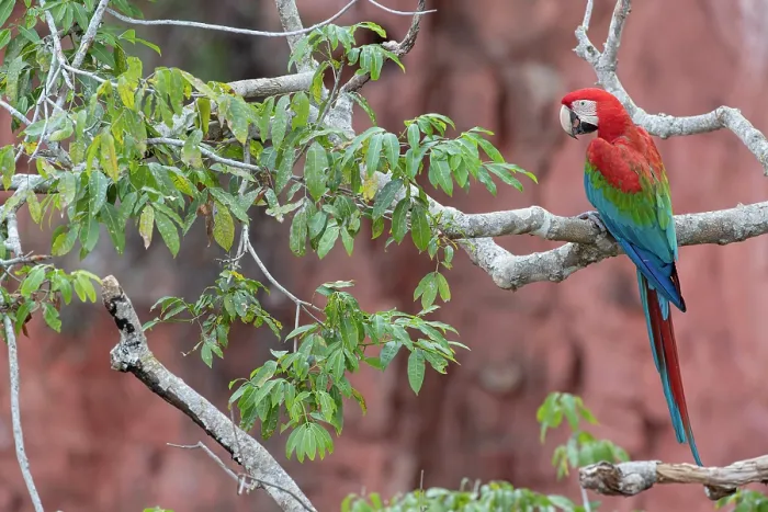 Framed Print : Red-and-green macaw (Ara chloropterus) perched on branch, Buraco das Araras, Mato Grosso do Sul, Brazil Framed Print : Red-and-green macaw (Ara chloropterus) perched on branch, Buraco das Araras, Mato Grosso do Sul, Brazil