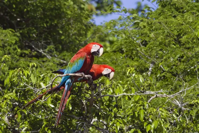 Framed Print : Red-and-green Macaws (Ara chloroptera) in rainforest, Tambopata National Reserve, Peru Framed Print : Red-and-green Macaws (Ara chloroptera) in rainforest, Tambopata National Reserve, Peru