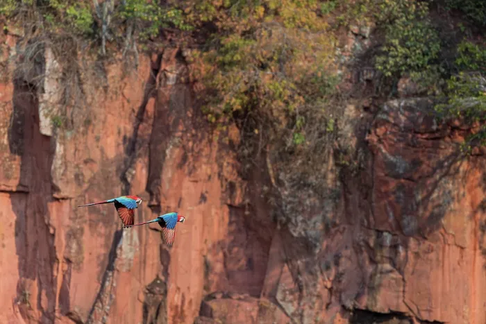 Framed Print : Two Red-and-green macaws (Ara chloropterus) in flight, Buraco das Araras, Mato Grosso do Sul, Brazil Framed Print : Two Red-and-green macaws (Ara chloropterus) in flight, Buraco das Araras, Mato Grosso do Sul, Brazil