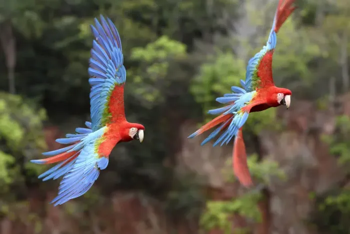 Framed Print : Red-and-green macaws (Ara chloropterus) pair in flight over forest canopy. Buraco das Araras