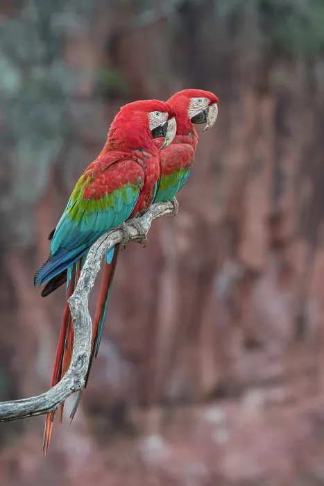 Framed Print : Two Red-and-green macaws (Ara chloropterus) perched side by side on branch, Buraco das Araras, Mato Grosso do Sul, Brazil Framed Print : Two Red-and-green macaws (Ara chloropterus) perched side by side on branch, Buraco das Araras, Mato Grosso do Sul, Brazil