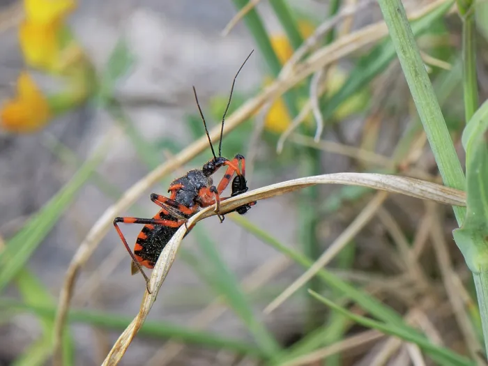 Framed Print : Red assassin bug (Rhinocoris iracundus) with a small beetle prey impaled on its rostrum among coastal vegetation, Corfu, Greece. May Framed Print : Red assassin bug (Rhinocoris iracundus) with a small beetle prey impaled on its rostrum among coastal vegetation, Corfu, Greece. May