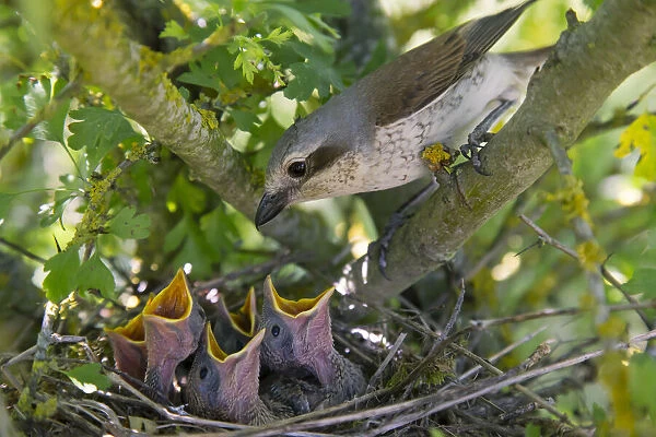 Red-backed shrike (Lanius collurio), female with chicks gaping, begging for food