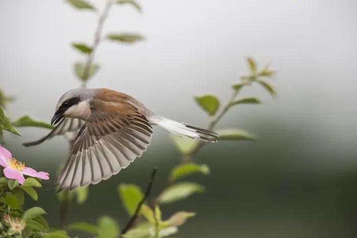 Framed Print : Red-backed shrike (Lanius collurio) adult male taking off, Lower Saxony, Germany, June Framed Print : Red-backed shrike (Lanius collurio) adult male taking off, Lower Saxony, Germany, June