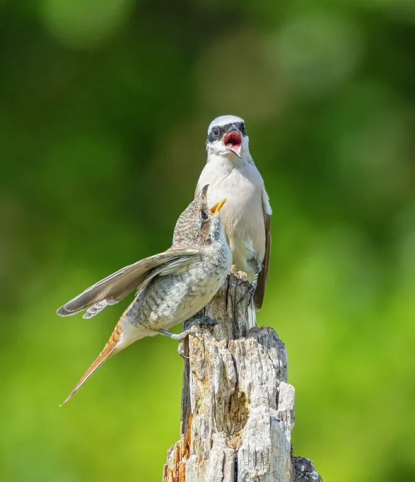 Framed Print : Red-backed shrike (Lanius collurio) male, perched on wooden post feeding chick, Germany. August Framed Print : Red-backed shrike (Lanius collurio) male, perched on wooden post feeding chick, Germany. August