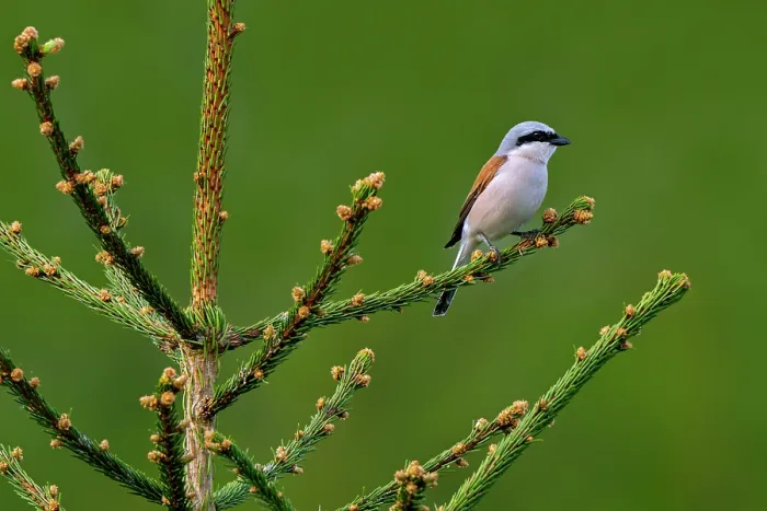 Framed Print : Red-backed shrike (Lanius collurio) male perched in Spruce tree (Picea sp.) at forest edge in spring, Ardennes, Belgium. May Framed Print : Red-backed shrike (Lanius collurio) male perched in Spruce tree (Picea sp.) at forest edge in spring, Ardennes, Belgium. May