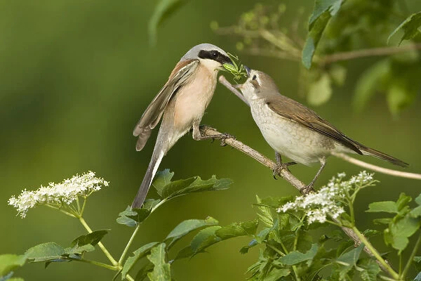Red-backed shrike (Lanius collurio) pair, male feeding insect to female in courtship