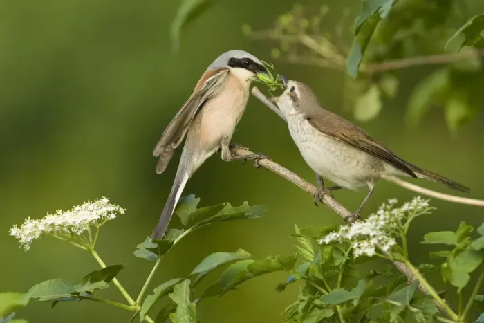 Framed Print : Red-backed shrike (Lanius collurio) pair, male feeding insect to female in courtship Framed Print : Red-backed shrike (Lanius collurio) pair, male feeding insect to female in courtship