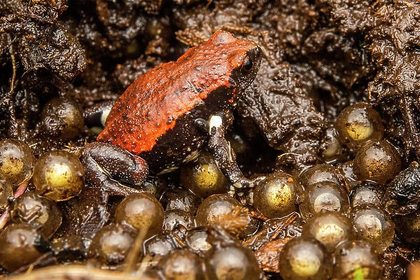 Red-backed toadlet (Pseudophryne coriacea) male, guarding eggs in nest under rotten log, Border Ranges, Queensland, Australia