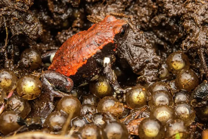 Framed Print : Red-backed toadlet (Pseudophryne coriacea) male, guarding eggs in nest under rotten log, Border Ranges, Queensland, Australia Framed Print : Red-backed toadlet (Pseudophryne coriacea) male, guarding eggs in nest under rotten log, Border Ranges, Queensland, Australia