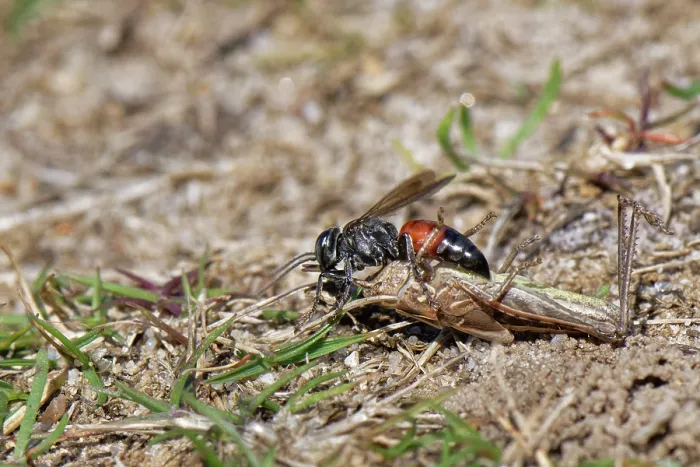Framed Print : Red-banded grasshopper grabber wasp (Tachysphex pompiliformis) dragging a paralysed grasshopper nymph back to its nest burrow, food for its larvae, Dorset, England, UK. July Framed Print : Red-banded grasshopper grabber wasp (Tachysphex pompiliformis) dragging a paralysed grasshopper nymph back to its nest burrow, food for its larvae, Dorset, England, UK. July