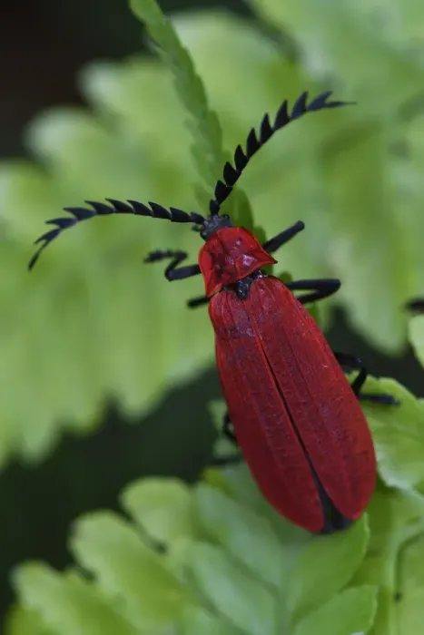 Framed Print : Red beetle (Pyrochroidae) sitting on a leaf, Tongbiguan Nature Reserve, Dehong prefecture Framed Print : Red beetle (Pyrochroidae) sitting on a leaf, Tongbiguan Nature Reserve, Dehong prefecture