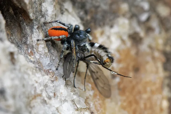 Framed Print : Red-bellied jumping spider (Philaeus chrysops) with Bee fly (Spogostylum tripunctatum) prey on coastal rocks, Corfu, Greece. May Framed Print : Red-bellied jumping spider (Philaeus chrysops) with Bee fly (Spogostylum tripunctatum) prey on coastal rocks, Corfu, Greece. May