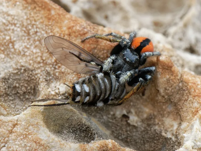 Framed Print : Red-bellied jumping spider (Philaeus chrysops) with Bee fly (Spogostylum tripunctatum) prey on coastal rocks, Corfu, Greece. May Framed Print : Red-bellied jumping spider (Philaeus chrysops) with Bee fly (Spogostylum tripunctatum) prey on coastal rocks, Corfu, Greece. May