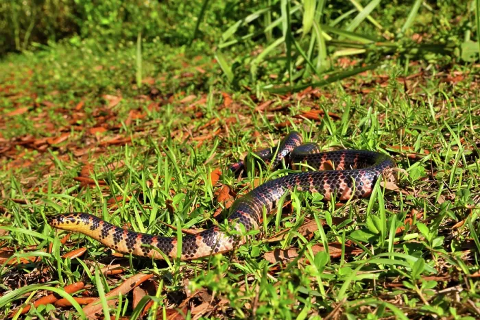 Framed Print : Red-bellied mudsnake (Farancia abacura) moving over grass, Big Cypress National Preserve, Florida, USA. March Framed Print : Red-bellied mudsnake (Farancia abacura) moving over grass, Big Cypress National Preserve, Florida, USA. March