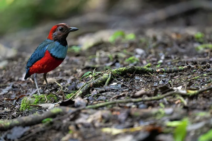 Framed Print : Red-bellied pitta (Erythropitta erythrogaster) standing on forest floor, Nimbokrang, West Papua Framed Print : Red-bellied pitta (Erythropitta erythrogaster) standing on forest floor, Nimbokrang, West Papua