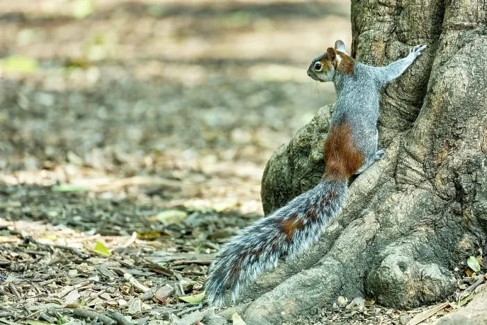 Framed Print : Red-bellied squirrel (Sciurus aureogaster) standing on base of tree trunk, Chapultepec Park, Mexico City, Mexico Framed Print : Red-bellied squirrel (Sciurus aureogaster) standing on base of tree trunk, Chapultepec Park, Mexico City, Mexico