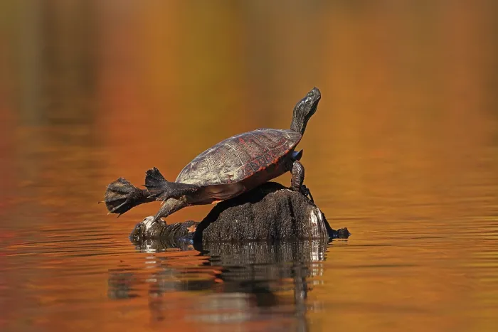 Framed Print : Red-bellied turtle (Pseudemys rubriventris) basking with autumn colours reflecting on water, Maryland, USA. October Framed Print : Red-bellied turtle (Pseudemys rubriventris) basking with autumn colours reflecting on water, Maryland, USA. October