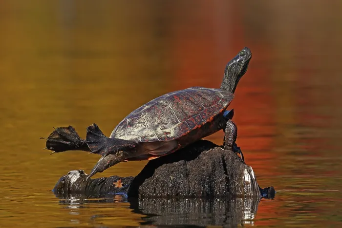 Framed Print : Red-bellied turtle (Pseudemys rubriventris) basking with autumn colours reflecting on water, Maryland, USA. October Framed Print : Red-bellied turtle (Pseudemys rubriventris) basking with autumn colours reflecting on water, Maryland, USA. October