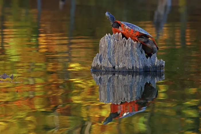 Framed Print : Red-bellied turtle (Pseudemys rubriventris) basking with autumn colours reflecting on water, Maryland, USA. October Framed Print : Red-bellied turtle (Pseudemys rubriventris) basking with autumn colours reflecting on water, Maryland, USA. October