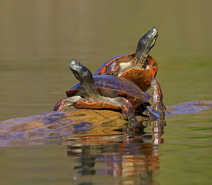 Framed Print : Two Red-bellied turtles (Pseudemys rubriventris) basking on log in water, Maryland, USA. October Framed Print : Two Red-bellied turtles (Pseudemys rubriventris) basking on log in water, Maryland, USA. October