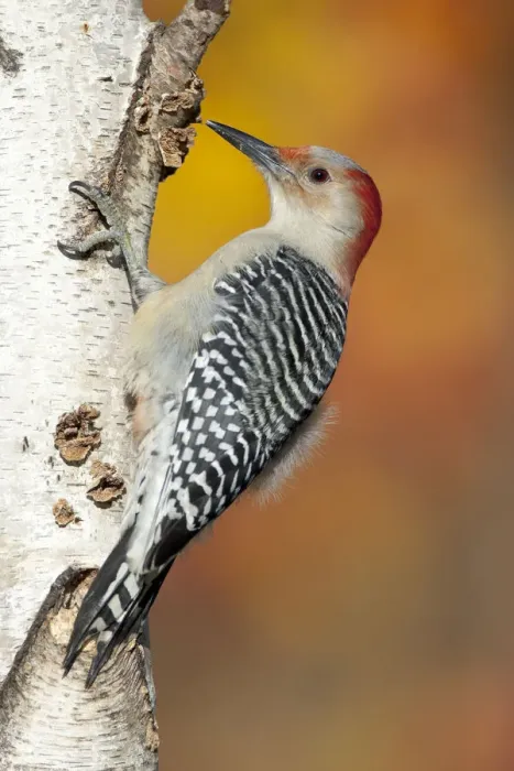 Framed Print : Red-bellied Woodpecker (Melanerpes carolinus), female perched on birch trunk in autumn Framed Print : Red-bellied Woodpecker (Melanerpes carolinus), female perched on birch trunk in autumn
