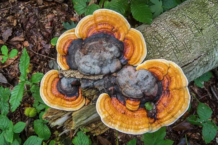 Framed Print : Red-belted bracket fungus (Fomitopsis pinicola) growing on fallen tree trunk in wood in autumn. Flanders, Belgium, October Framed Print : Red-belted bracket fungus (Fomitopsis pinicola) growing on fallen tree trunk in wood in autumn. Flanders, Belgium, October