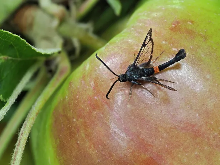Framed Print : Red-belted clearwing moth (Synanthedon myopaeformis) male resting on an apple, Hertfordshire, England, UK. July. Focus stacked Framed Print : Red-belted clearwing moth (Synanthedon myopaeformis) male resting on an apple, Hertfordshire, England, UK. July. Focus stacked