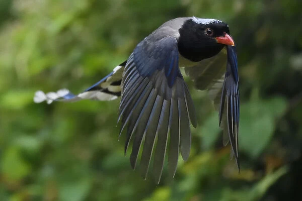 Red-billed blue magpie (Urocissa erythroryncha) flying, Yangxian Biosphere Reserve