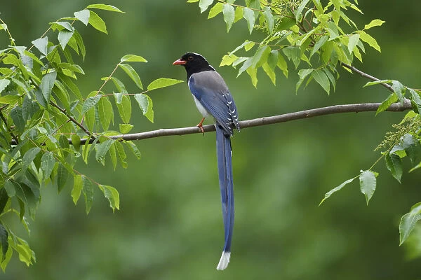 Red-billed blue magpie (Urocissa erythroryncha) perched on a branch, Yangxian Biosphere Reserve