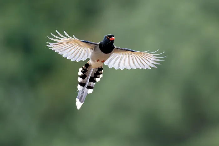 Framed Print : Red-billed blue magpie (Urocissa erythroryncha) in flight, Jiajinshan National Forest Park, Sichuan, China Framed Print : Red-billed blue magpie (Urocissa erythroryncha) in flight, Jiajinshan National Forest Park, Sichuan, China