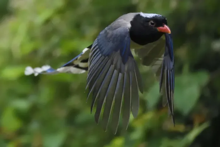 Framed Print : Red-billed blue magpie (Urocissa erythroryncha) flying, Yangxian Biosphere Reserve Framed Print : Red-billed blue magpie (Urocissa erythroryncha) flying, Yangxian Biosphere Reserve