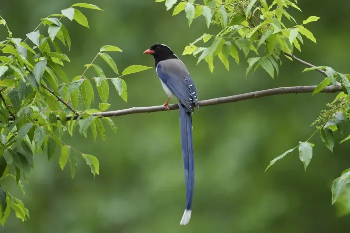 Framed Print : Red-billed blue magpie (Urocissa erythroryncha) perched on a branch, Yangxian Biosphere Reserve Framed Print : Red-billed blue magpie (Urocissa erythroryncha) perched on a branch, Yangxian Biosphere Reserve