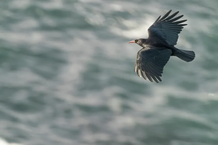 Framed Print : Red-billed chough (Pyrrhocorax pyrrhocorax) in flight over the sea along coastline. Cape Cornwall, UK, Atlantic Ocean Framed Print : Red-billed chough (Pyrrhocorax pyrrhocorax) in flight over the sea along coastline. Cape Cornwall, UK, Atlantic Ocean